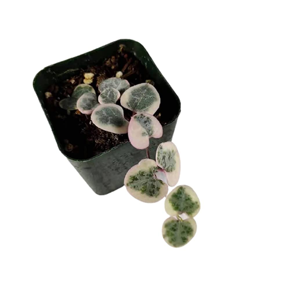 Rare Live Trailing Plants String of Hearts Variegated (2" Pot)