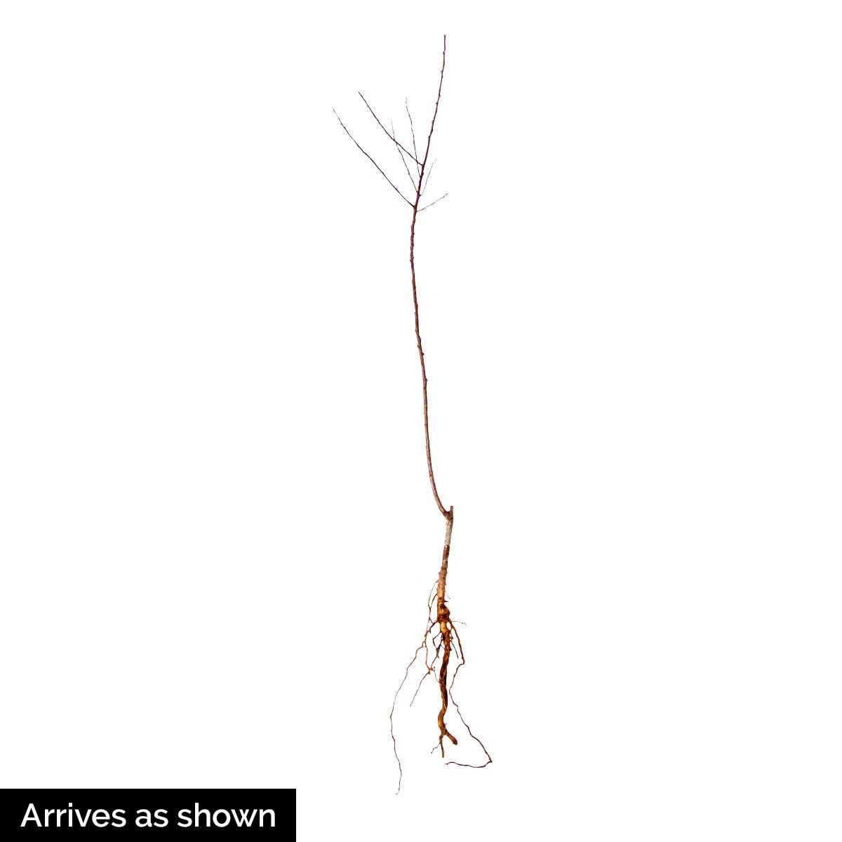 Sugar Pearls™ Apricot Dormant Starter Bare Root Standard Fruit Tree, Can't Ship to States of CA, CO, ID, MT, OR or WA, 1-Pack