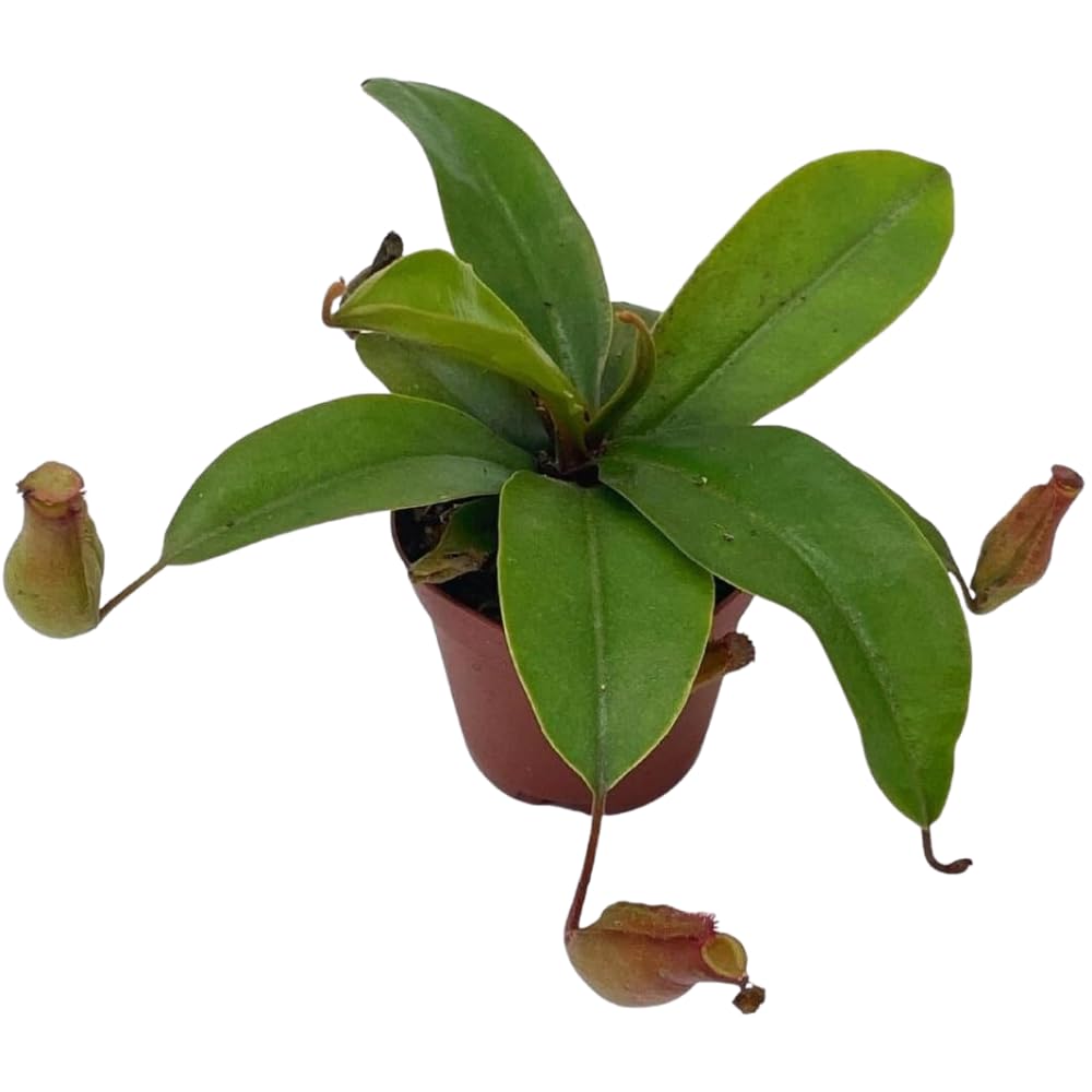 BubbleBlooms Winged Pitcher Plant, Carnivorous, in 2 inch Pot