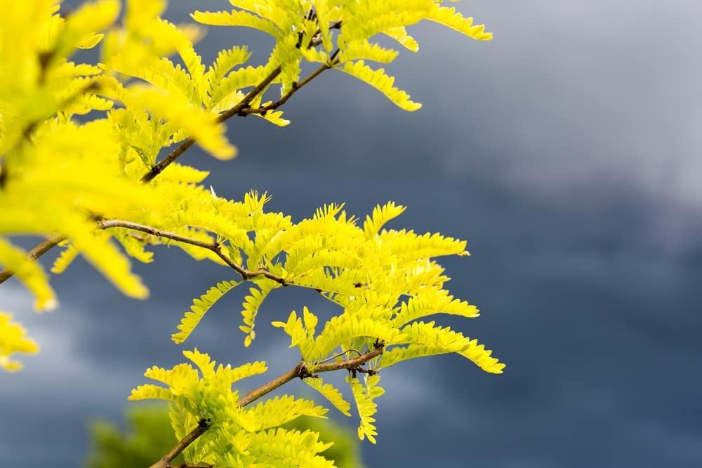 Honey Locust Tree Seedling (Gleditsia triacanthos) – Elegant Shade Tree with Light, Airy Foliage - Plant Your Own to Grow (3 Seedlings)