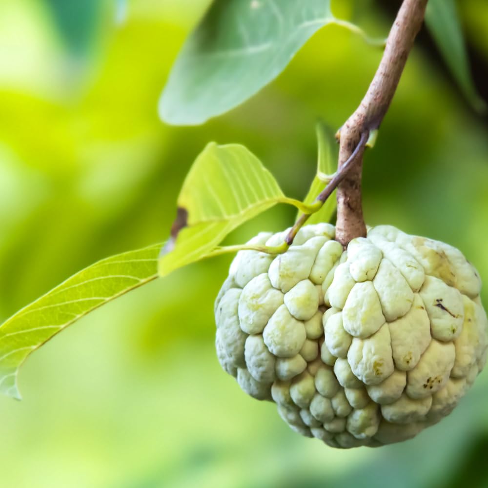 Green Sugar Apple Tree Live Plant, Tropical Custard Apple Fruit Plant, 1-2 Ft Tall in 1 Gallon Pot, Hardy, Cold Climate Ready, No Ship to CA,HI,AK