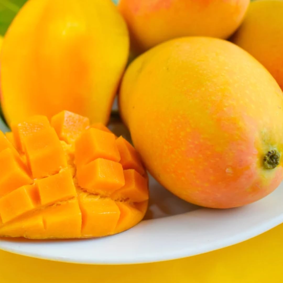 Mango Tree Live Plant, Yellow Sweet Mango Tree Plant, 7 to 10 Inc Mango Live Plant for Growing Outside, Mango Tree for Planting