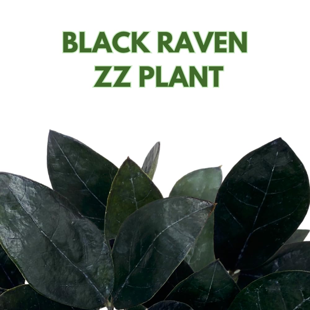 BubbleBlooms Black ZZ, 4 inch Raven Zamioculcas Zamiifolia Dowon Jet-Black