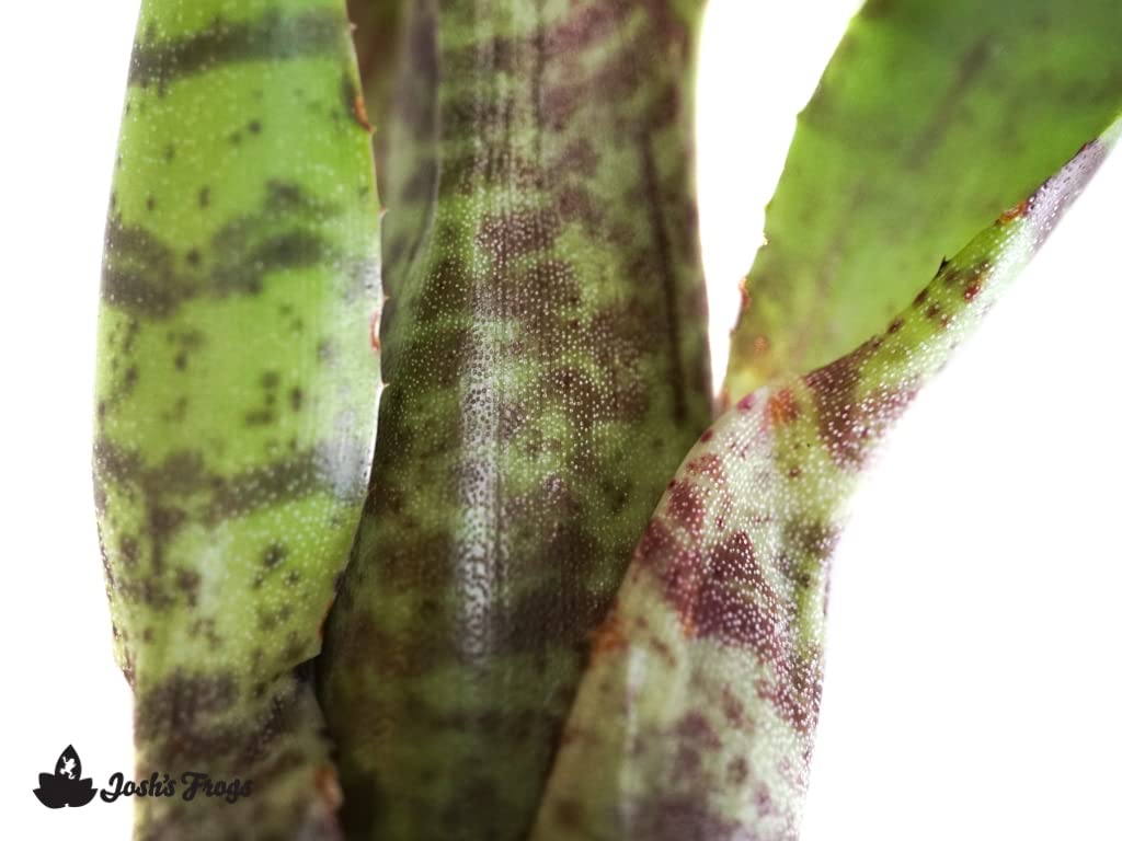 Neoregelia ampullacea 'San Diego WBC 94' Bromeliad