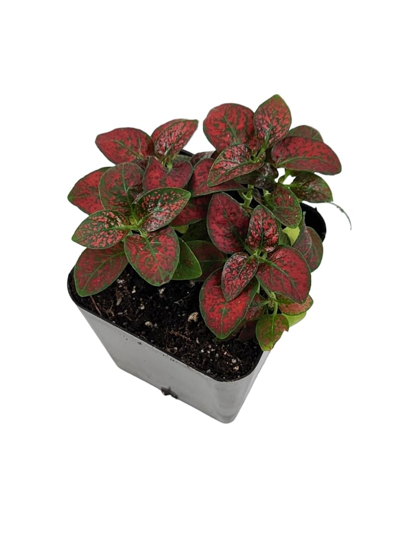 Josh's Frogs Hypoestes phyllostachy 'Red Splash'