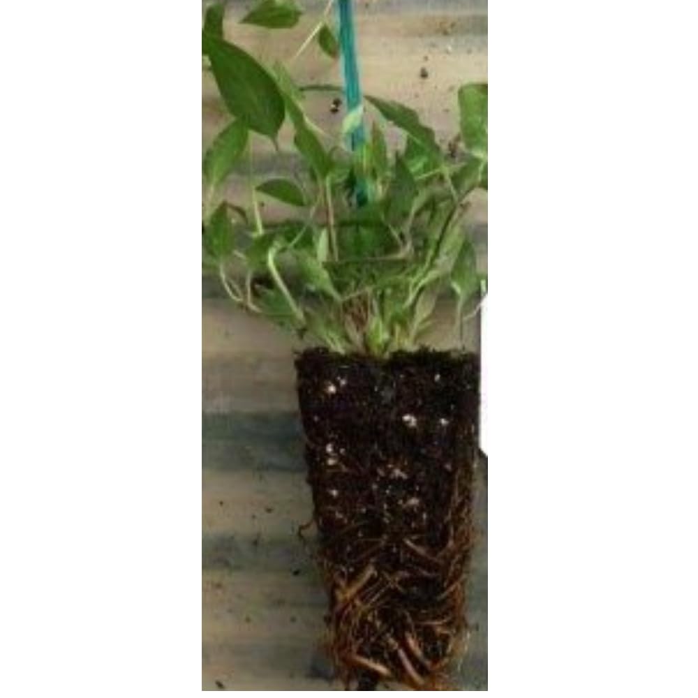 Mandarin Honeysuckle Vine - Perennial - Lonicera - 2.5" Pot