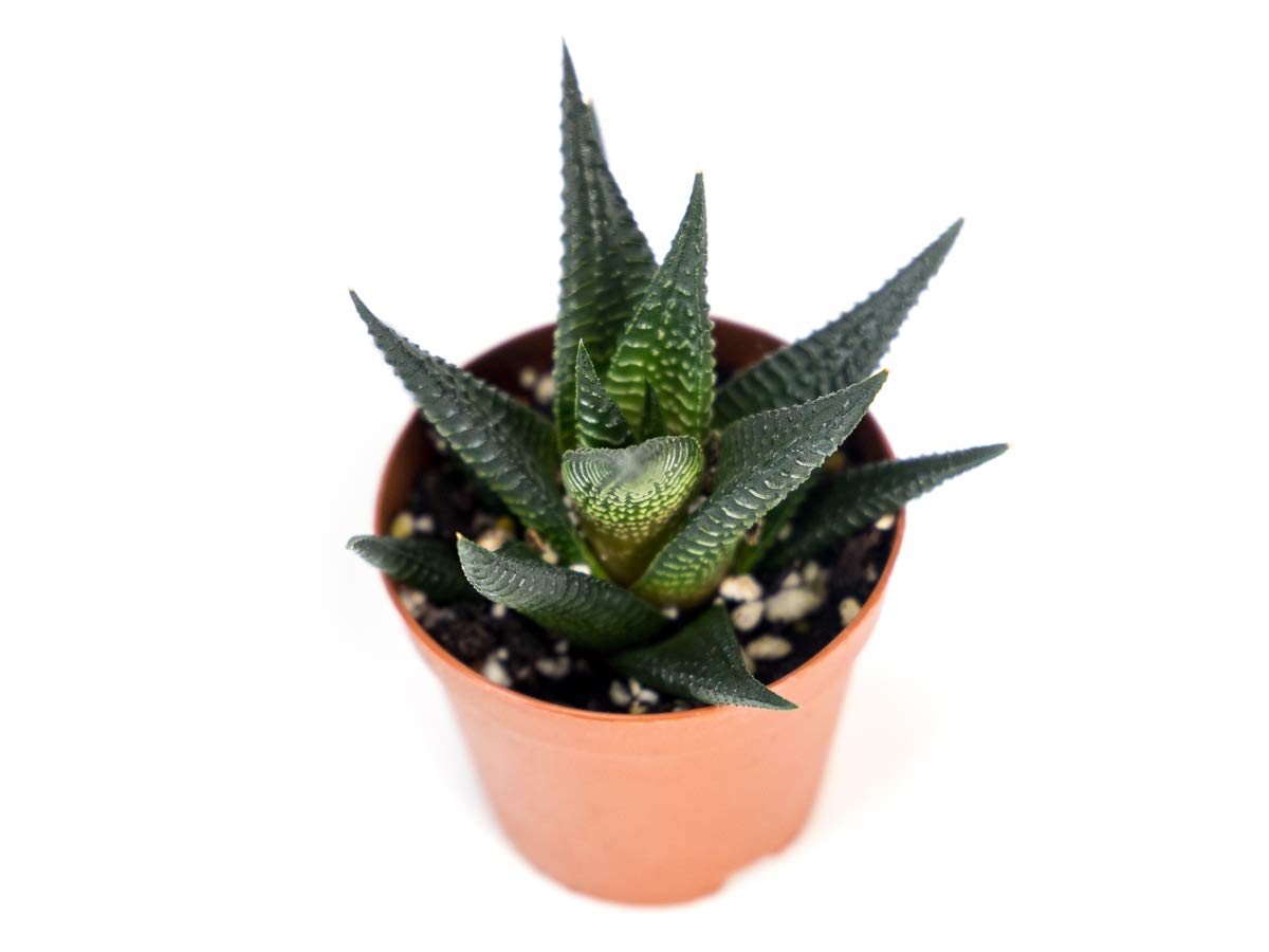 Josh's Frogs Desert Plant Kits for Arid Bioactive Terrariums (Extra Small)