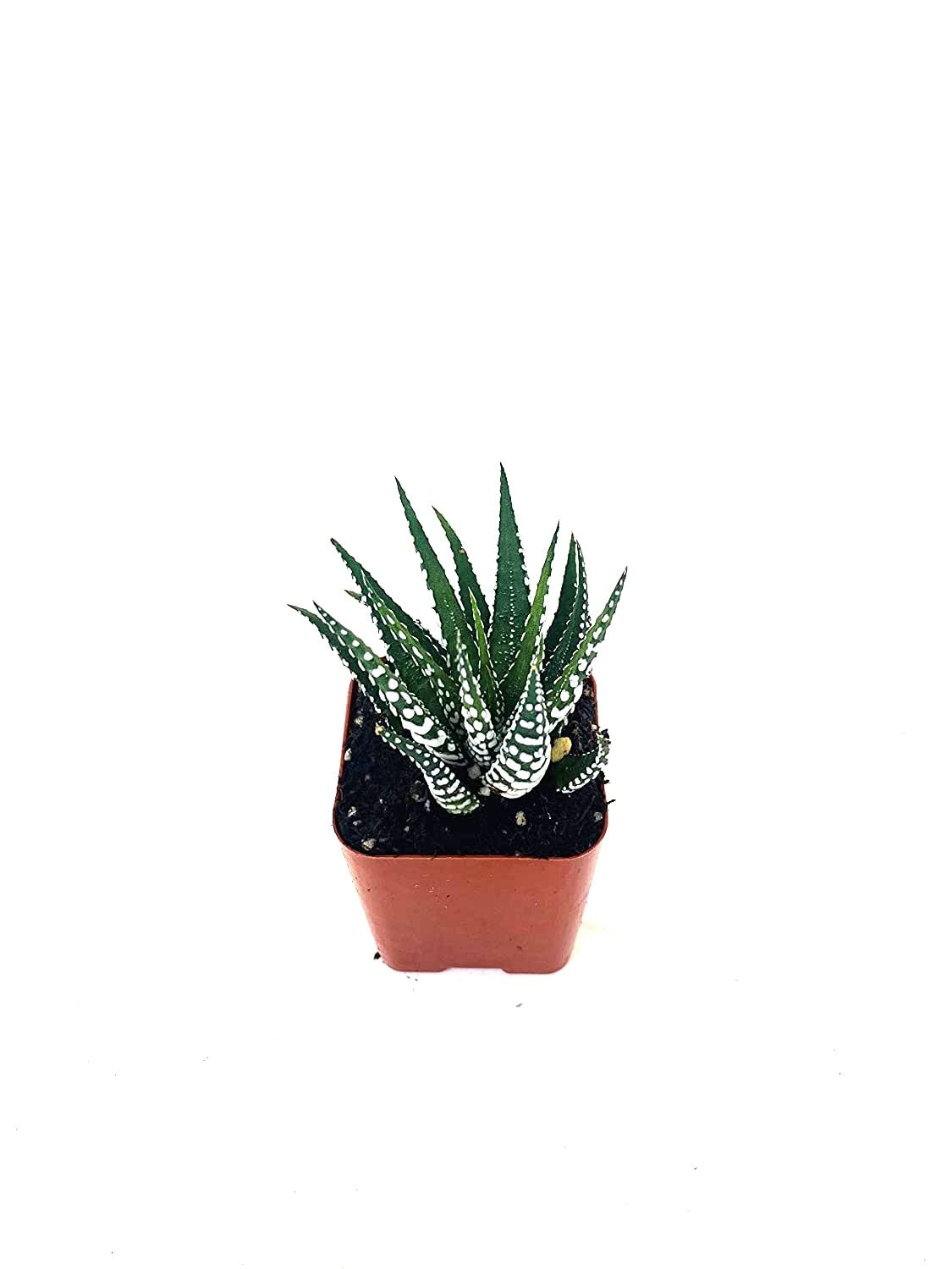 Zebra Haworthia - 2" Pot Exotic Rare Succulent Cactus Plant Cacti Unique from Jmbamboo
