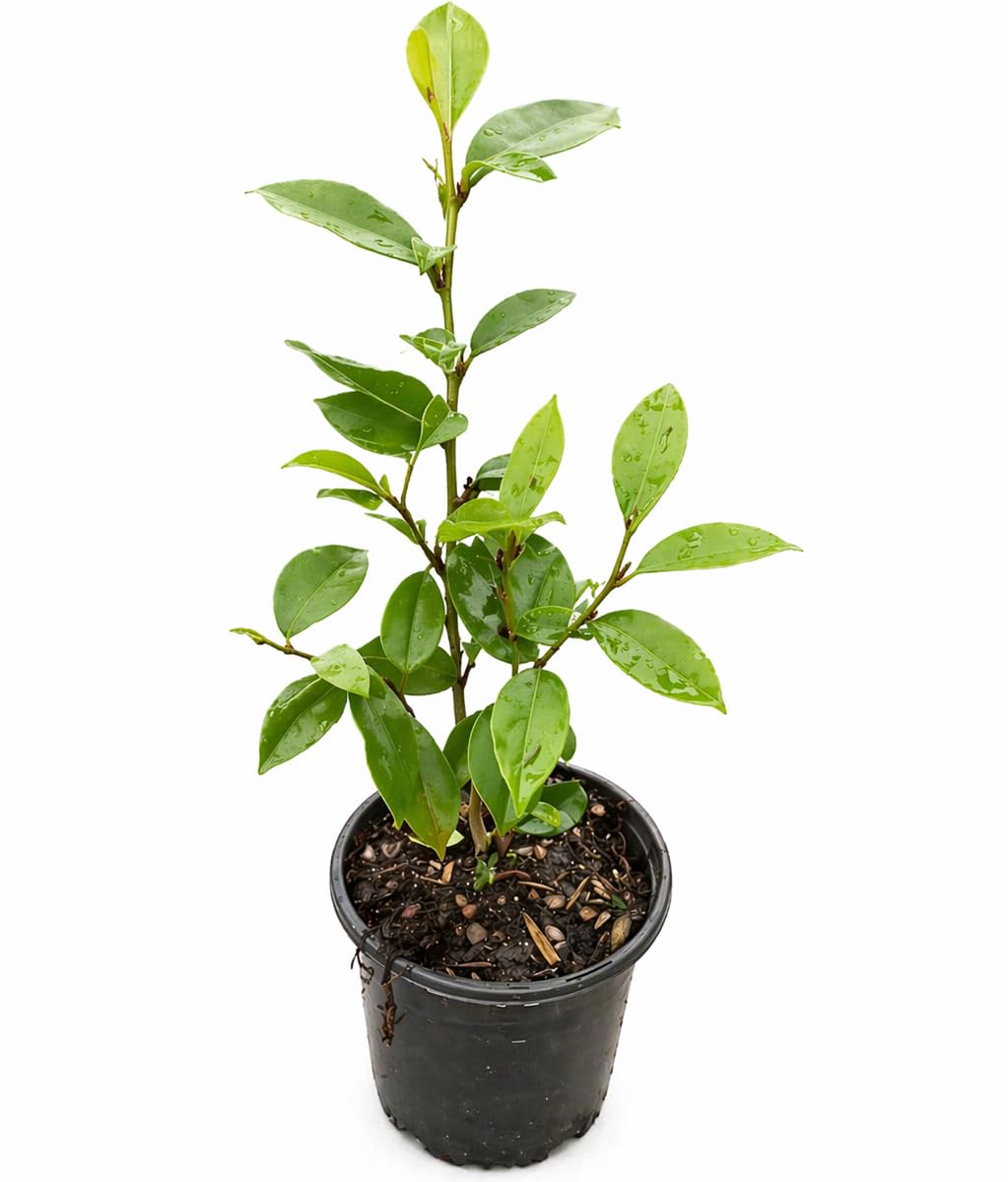 Banana Magnolia Bush (Banana Shrub) - 12-18" Tall Live Plant - Gallon Pot - Fragrant Evergreen Flowering Hedge - Magnolia figo