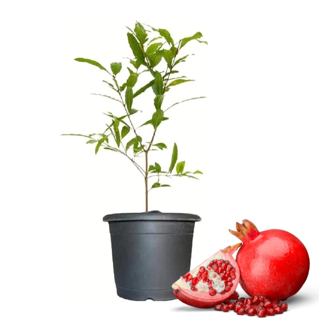 Red Pomegranate Tree Live Plant, Starter Size from 4 to 8 Inc, Sweet Fruit Tropical Plant, Cold Hardy, Spring Planting
