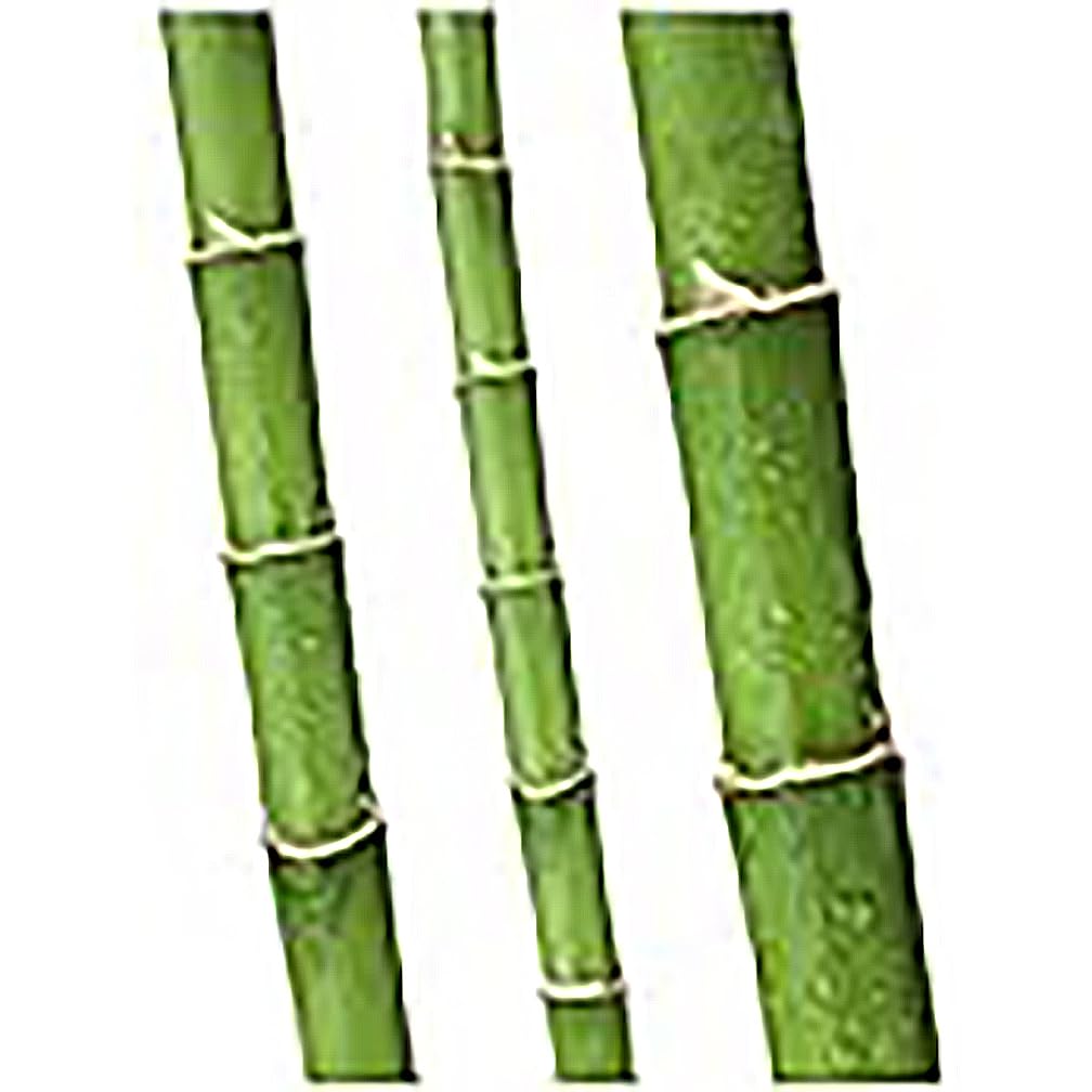 Non-Invasive Clumping Giant Bamboo Seed - Approximately 20 Seeds - Male or Solid Bamboo - Growing Instructions Will be Included