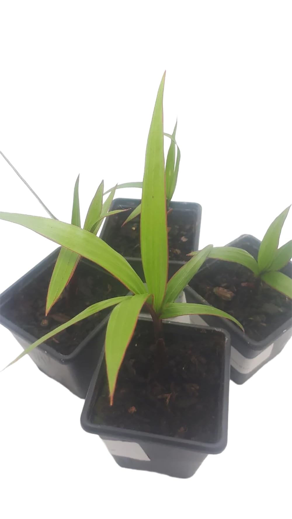 Hyophorbe lagenicaulis – Bottle Palm Tree | Live Palm, Seeds & Seedlings | Rare Tropical Bottle-Shaped Palm (No Pot) (5 Seedlings, 1)