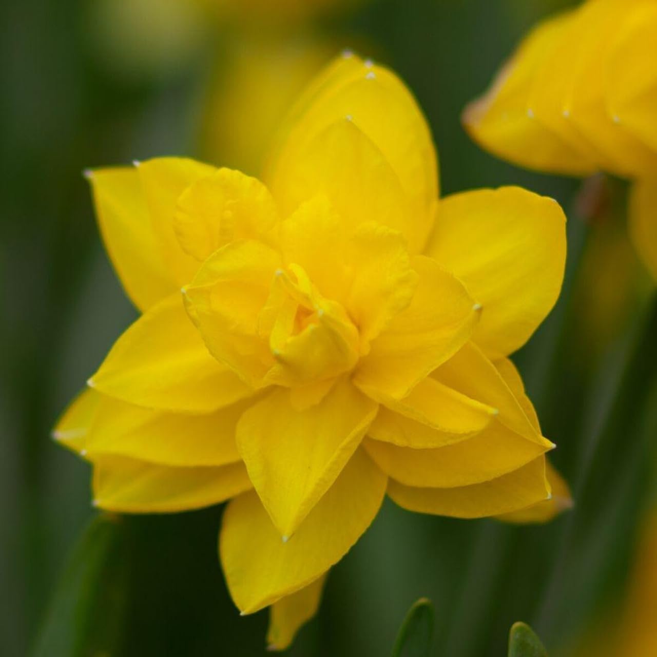 Votaniki Double Daffodil Golden Ducat Bulbs - Long Lasting Blooms & Perennial Daffodil | Narcissus Double 'Golden Ducat - Easy to Grow (12 Pack)