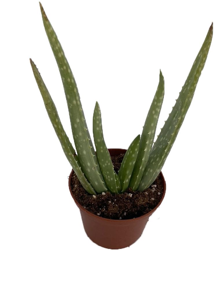 Aloe Vera in 2.5" Pot - Medicine Plant/Burn Plant/Miracle Plant