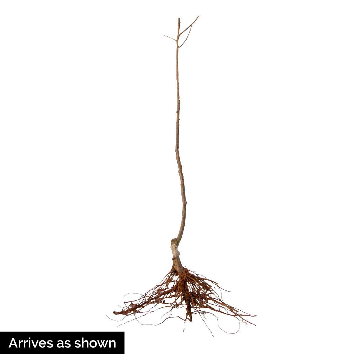 GURNEY'S - Golden Delicious Apple Dormant Starter Bare Root Standard Fruit Tree, 1-Pack