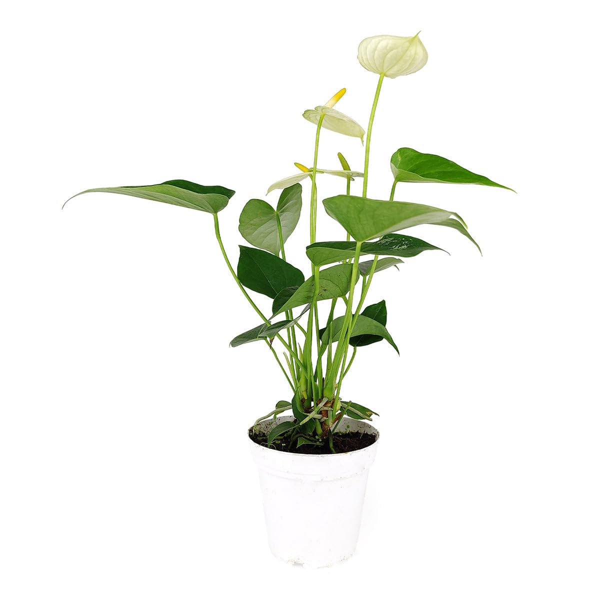 Live Indoor Flowering Houseplants, Anthurium White in 4" Grower Pot, Easy Care Houseplants