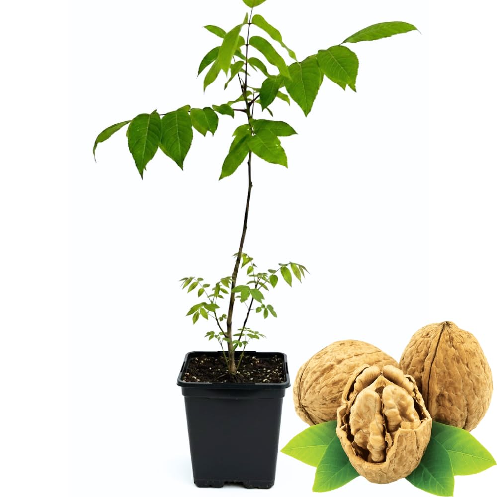 Black Walnut Tree Live Plant in 4" Pot, Hardy Walnut Plant 1 Year Old for Outdoor Planting