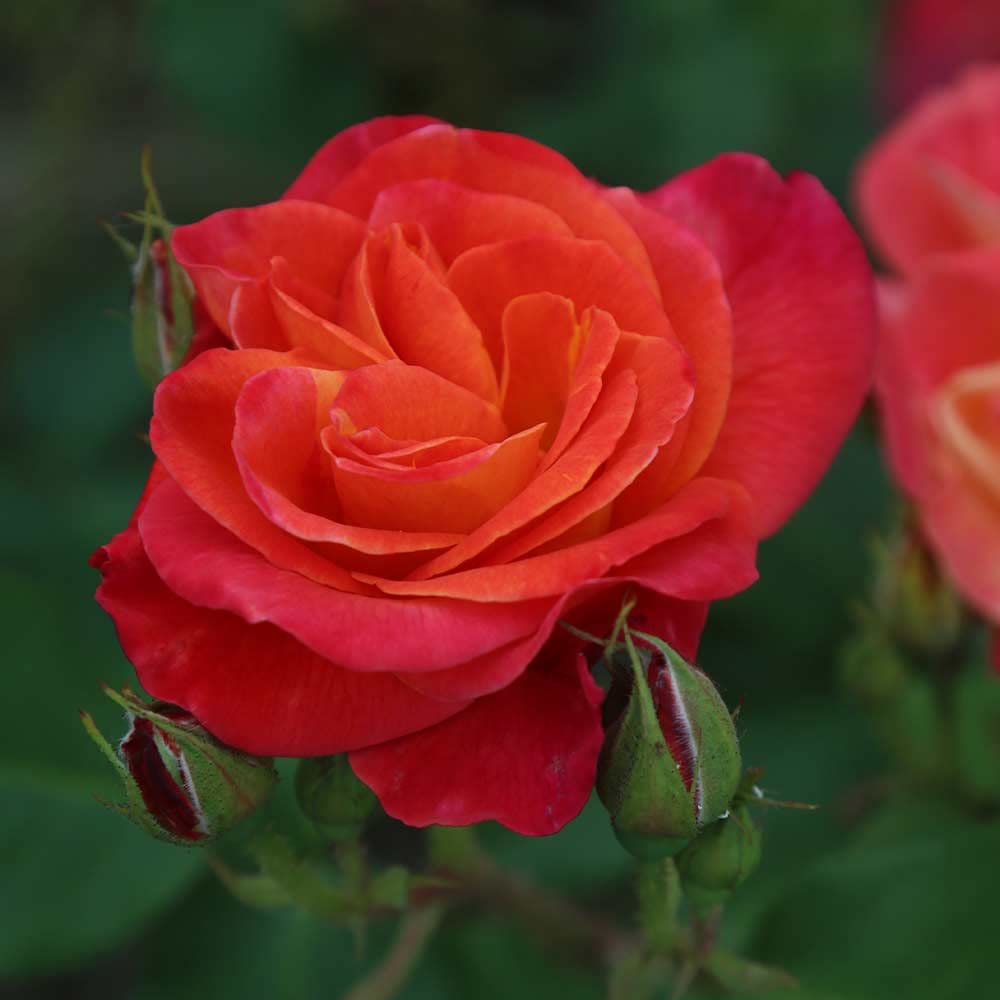 Heirloom Climbing Roses, Live Own Root Plant for Outdoor Garden, Piñata, Lightly Fragrant, Hardiness Zones 5-10, Continual Blooming
