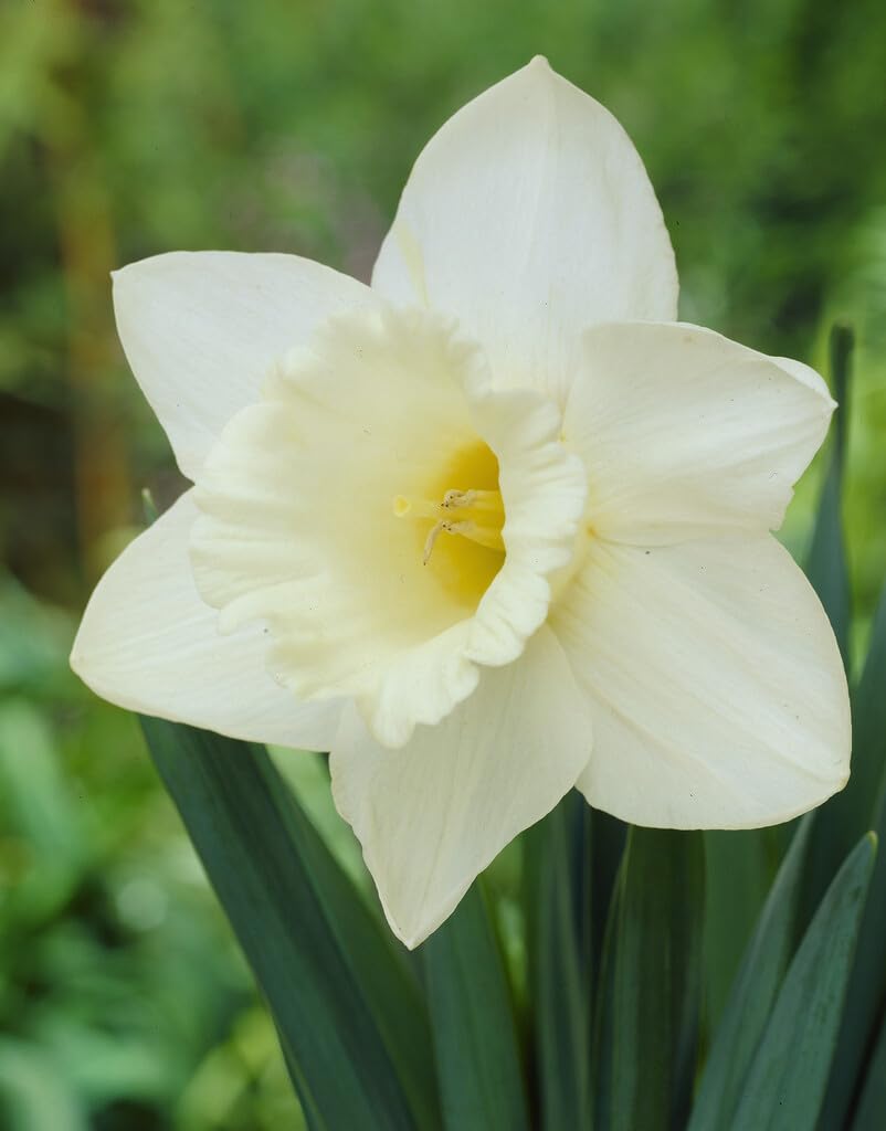 Mount Hood Large Trumpet Daffodil Bulbs for Planting - Large White Elegant Blooms (5 Bulbs)