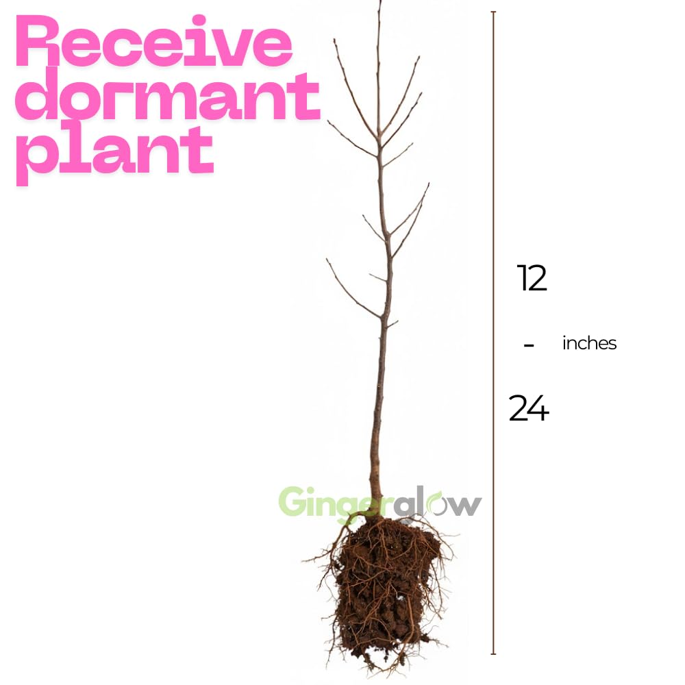 (No Ship to CA) 4 Persimmon Tree Live Plants | 1-2ft Bare Root Seedlings | Low Maintenance Nut and Fruit Tree Alternative & Well-Rooted | Dormant Plant