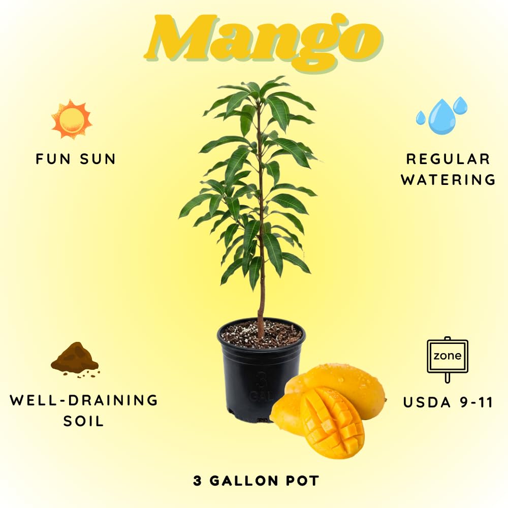 Ice Cream Mango Plant, Mango Trees Live Plants, Tropical Fruit Tree for Outdoor Planting 2-3 Feet Tall in 3 Gallon
