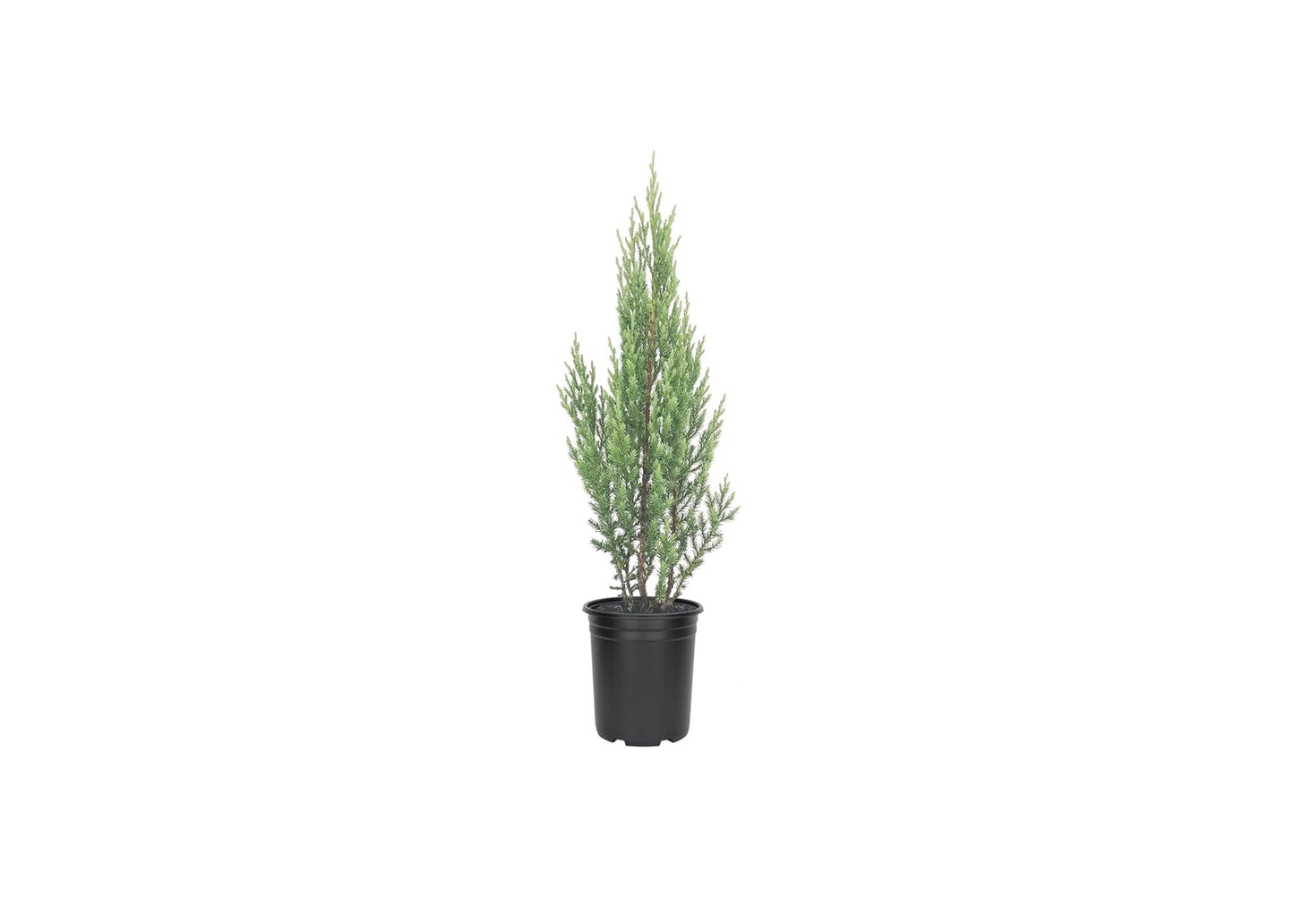 Blue Point Juniper Tree | 5 Live 4 Inch Pots | Juniperus Chinensis | Hardy Evergreen Shrub | Perfect for Landscaping | Low Maintenance Plants