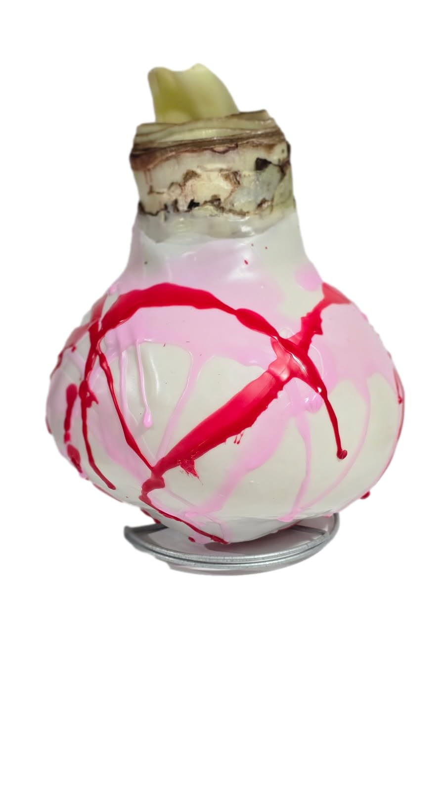 Picasso Waxed Amaryllis Bulb White Wax with Pink and Red Splatter Size 32/34