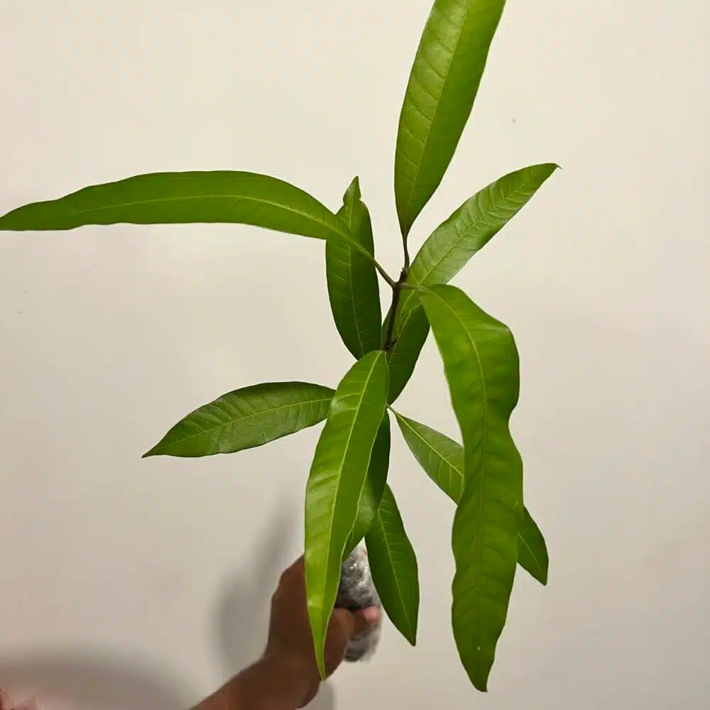 Live Plant - Mango Mahachanok (mangifera) Tropical Fruit Tree 12″-24″