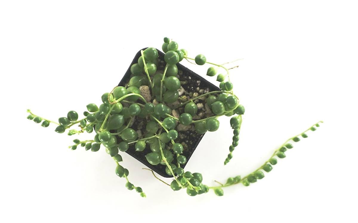 Josh's Frogs Senecio rowleyanus - String of Pearls (Green)