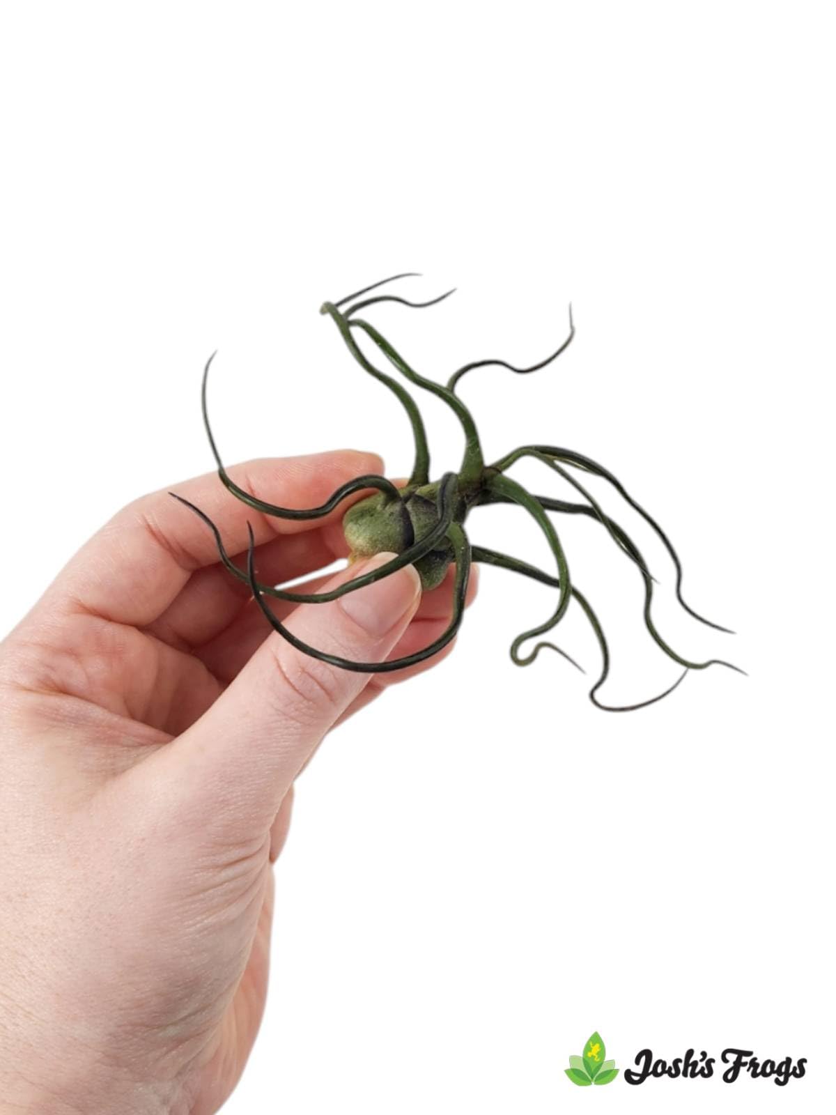 Josh's Frogs Tillandsia bulbosa Air Plant