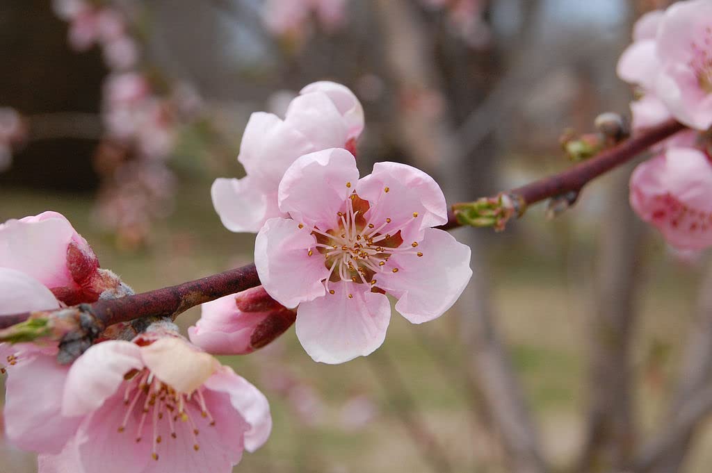 Contender Peach Tree - Self Pollinating Live Fruit Plant Shipped 1 to 2 Feet Tall by DAS Farms