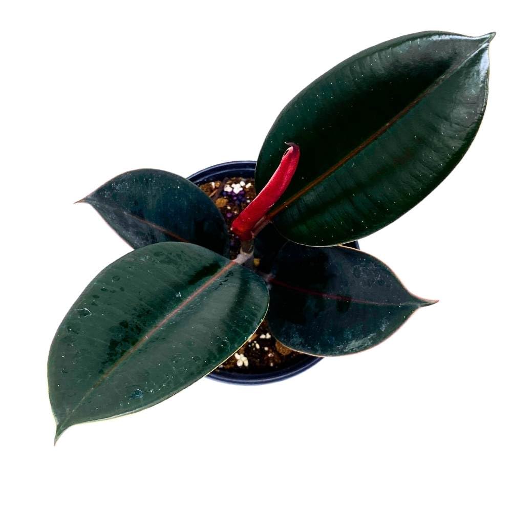 BubbleBlooms Ficus elastica Burgundy 6 inch India Rubber Tree Decora Fig Plant