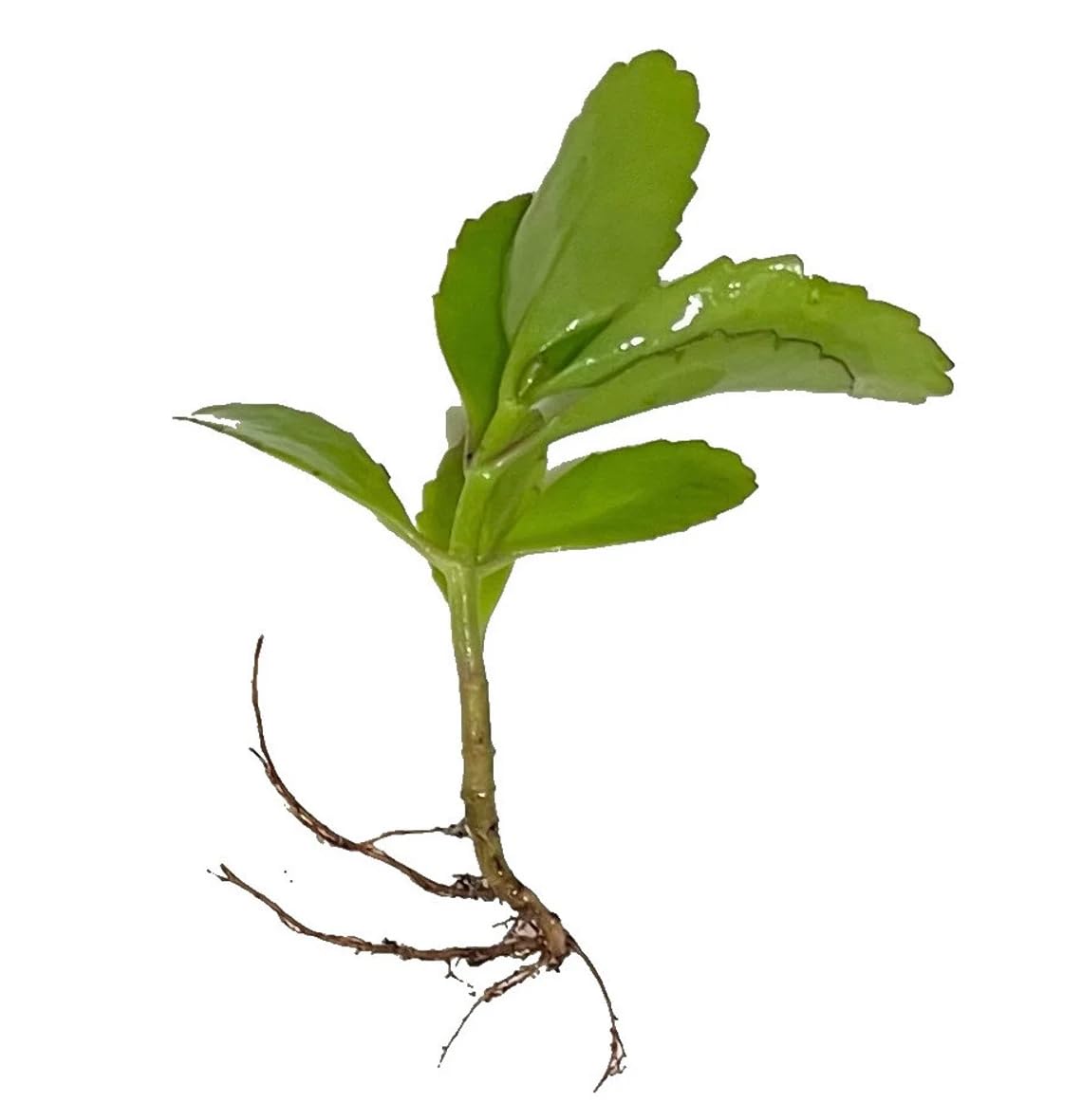 Leaf of Life Plant, Live Indoor Houseplant KALANCHOE PINNATA Small Bare Root Plant by Exotic-Succulent-Collection