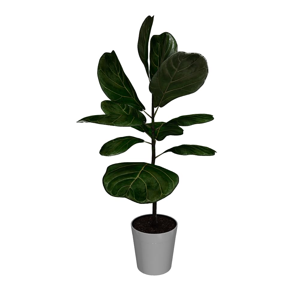 Brighter Blooms - Fiddle-Leaf Fig Tree, 3-4 ft. - No Shipping to AK, AZ, HI, OR
