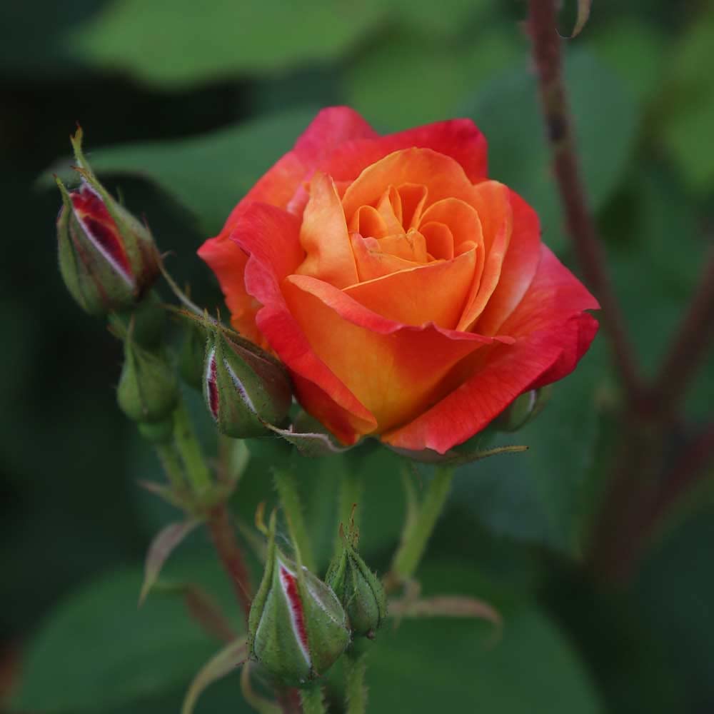 Heirloom Climbing Roses, Live Own Root Plant for Outdoor Garden, Piñata, Lightly Fragrant, Hardiness Zones 5-10, Continual Blooming