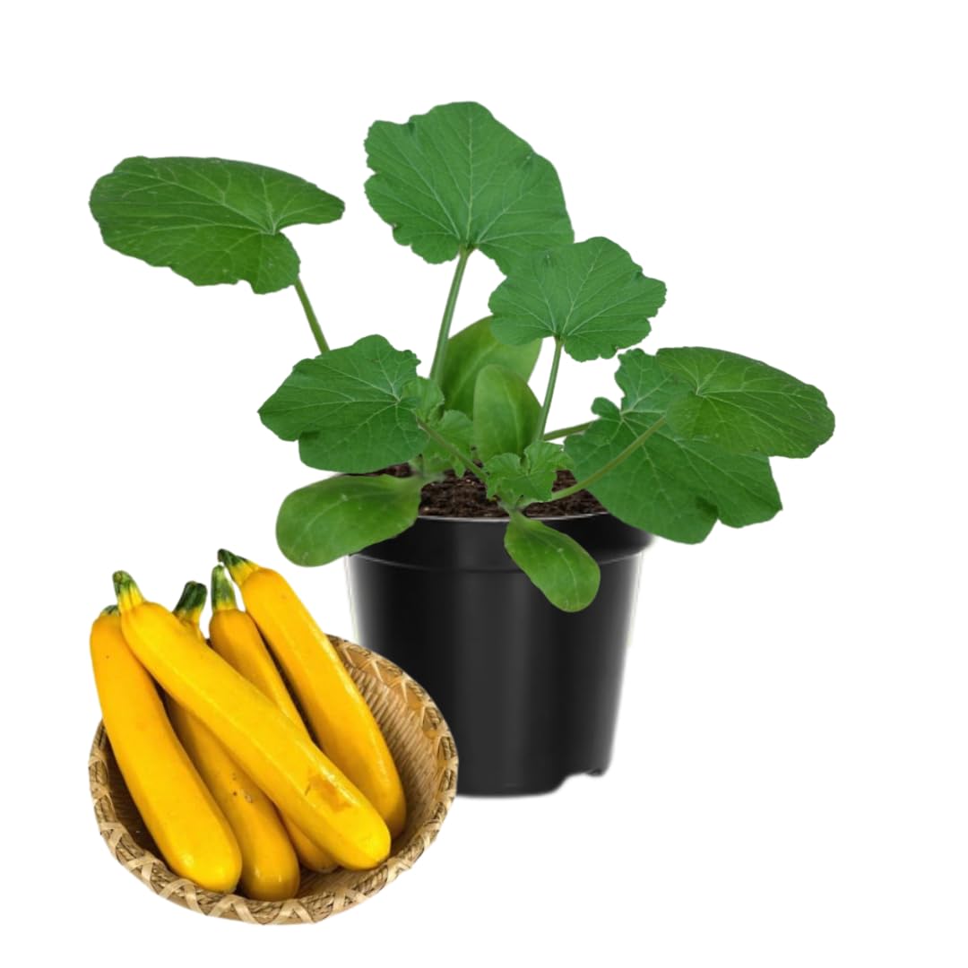 6 Yellow Squash Plants Live, 3 to 5 Inch Tall, Zucchini Plants Live, 4 Inch Pot Vegetable Plant