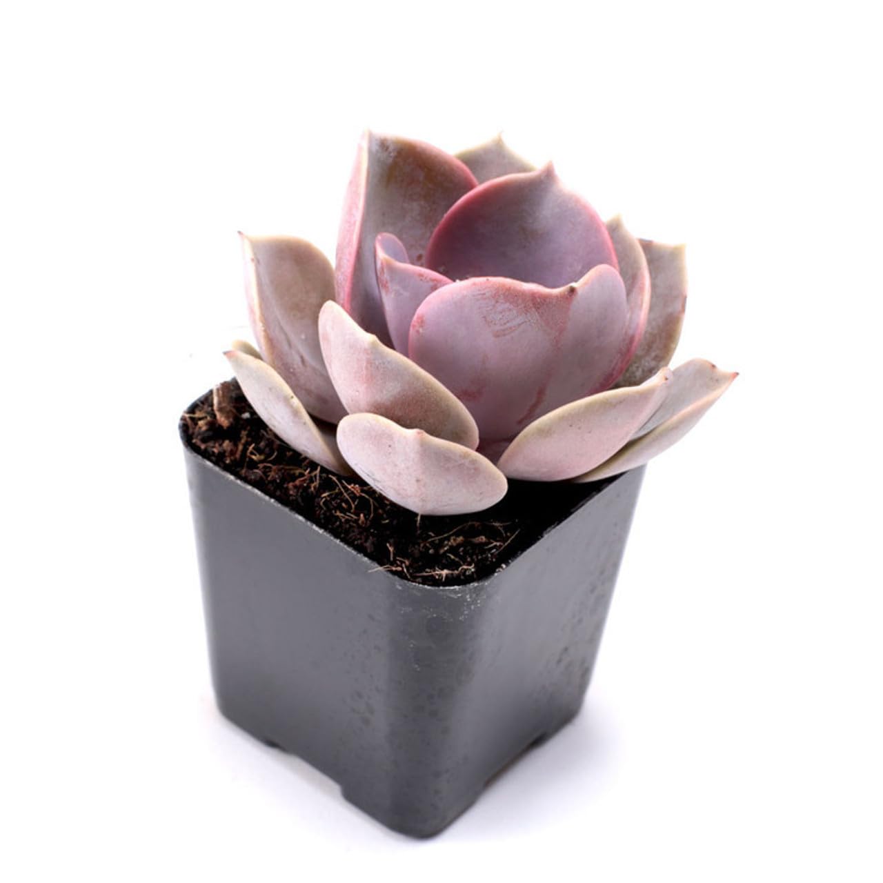 Mountain Crest Gardens Pink, Purple & Red Succulent Pack - 6 Live Plants in 2 Inch Pots - Real Succulents for Indoor/Outdoor Decor, DIY, and Gifts