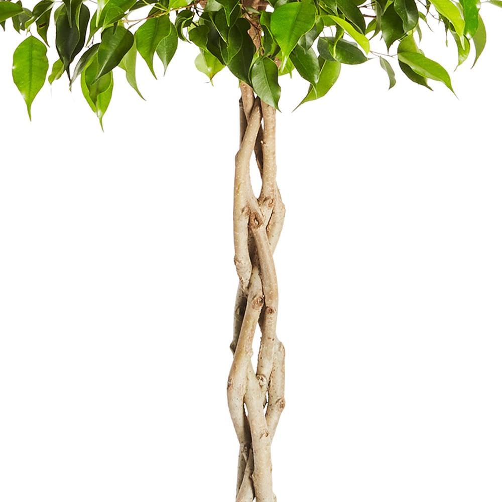 Brighter Blooms - Braided Benjamina Ficus Tree, 3-4 ft. - No Shipping to AK, AZ, HI, OR