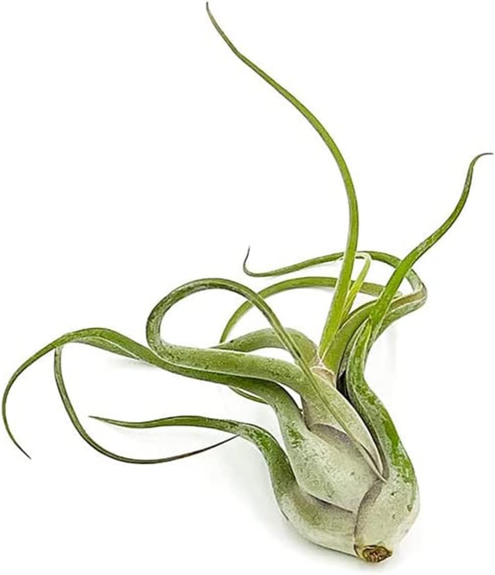 ragnaroc Air Plants - Flowering Tillandsia Caput Medusae, Large 5-7" - 1ct - Live Arrival Guaranteed - House Plants for Home Decor & Gift