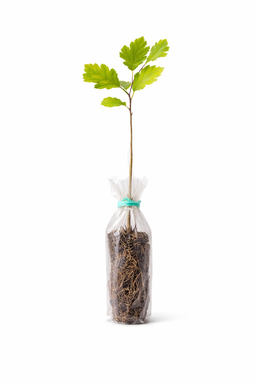 White Oak Tree (Quercus alba) – Live Bare Root Plant, Native Hardwood, Ready to Plant (2-4 inch Seedling)