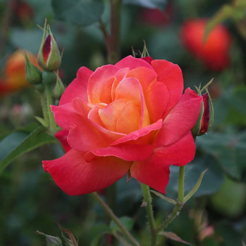 Heirloom Climbing Roses, Live Own Root Plant for Outdoor Garden, Piñata, Lightly Fragrant, Hardiness Zones 5-10, Continual Blooming