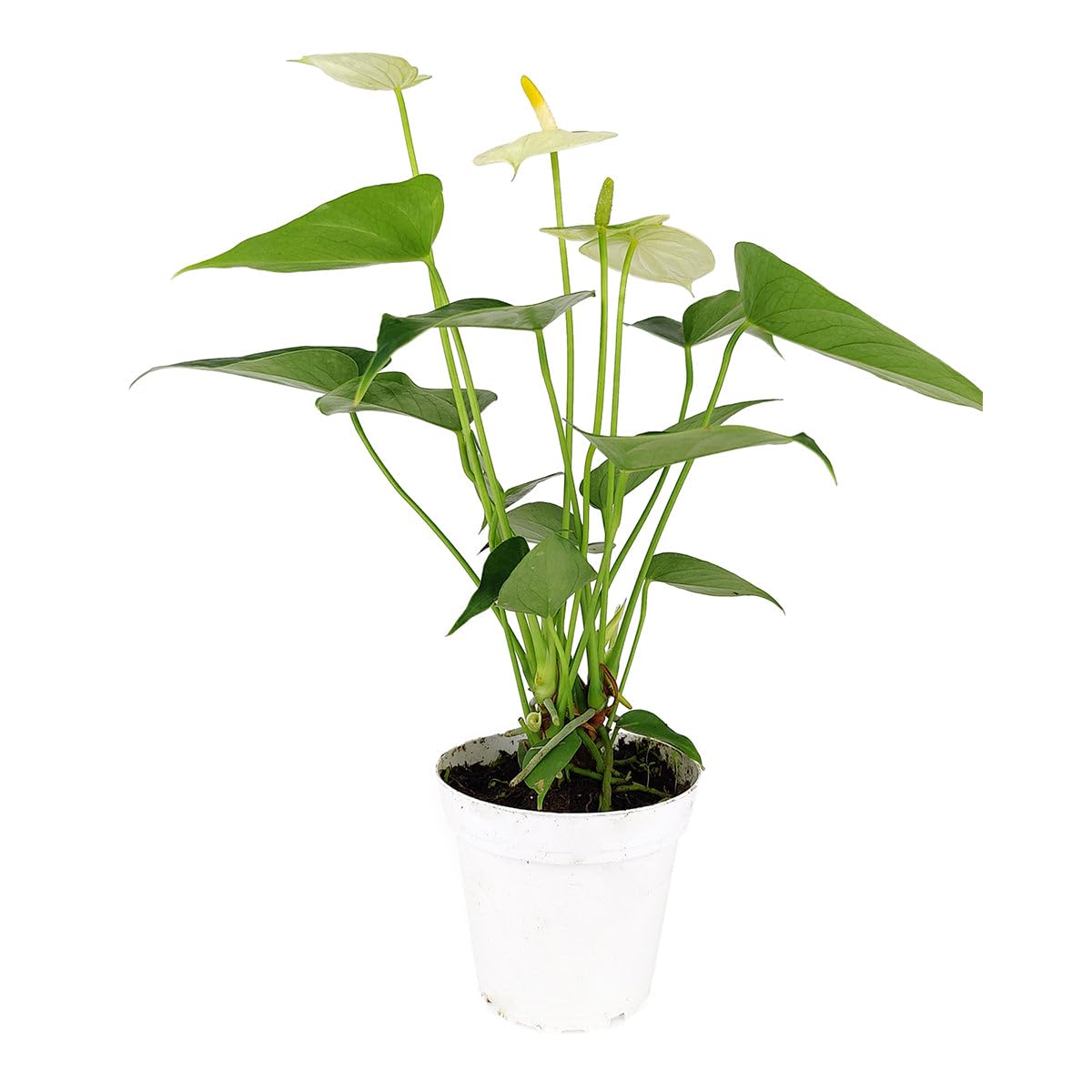 Live Indoor Flowering Houseplants, Anthurium White in 4" Grower Pot, Easy Care Houseplants