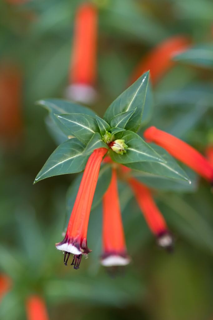 Big Cigar Cuphea Plant (Cuphea Ignea) - Pack of 2 (Two) - 5-9" Live Plants - Orange Firecracker Flower - Hummingbird Magnet - Heat Tolerant Non-Stop Bloomer for Patio Pots