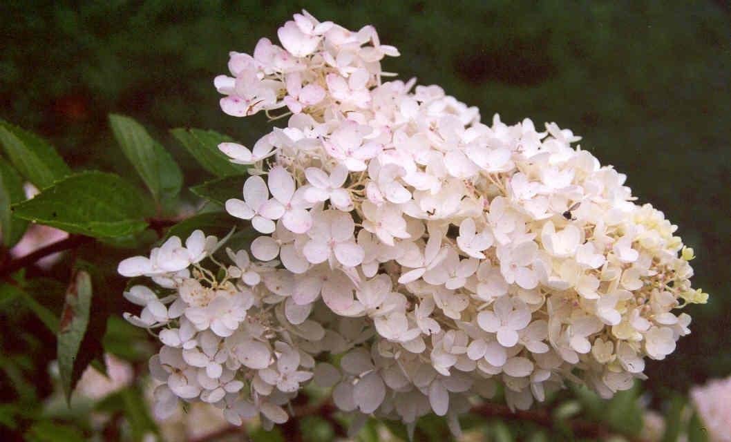 1 Gallon Pee Gee Hydrangea Bare Root Tree - White Hydrangea Plant - Bare Root Hydrangea Root Flowering Shrubs Live Plants Indoor Plants Hydrangea Live