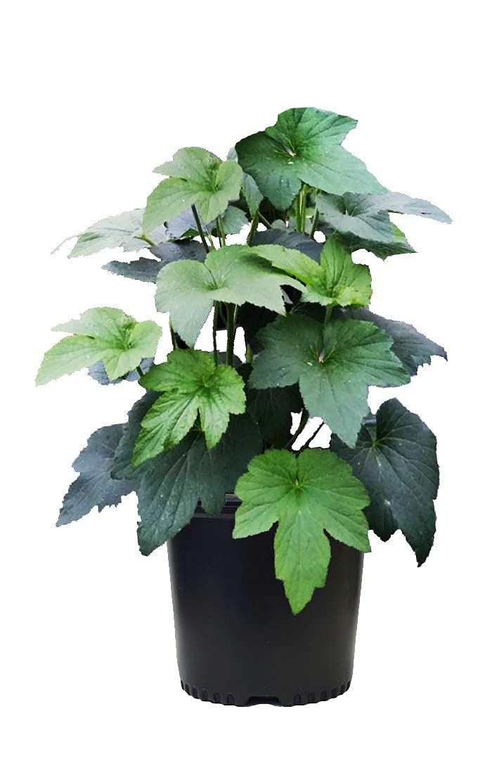 Anemone X 'Honorine Jobert' (Windflower) Perennial, white flowers, 1 - Size Container