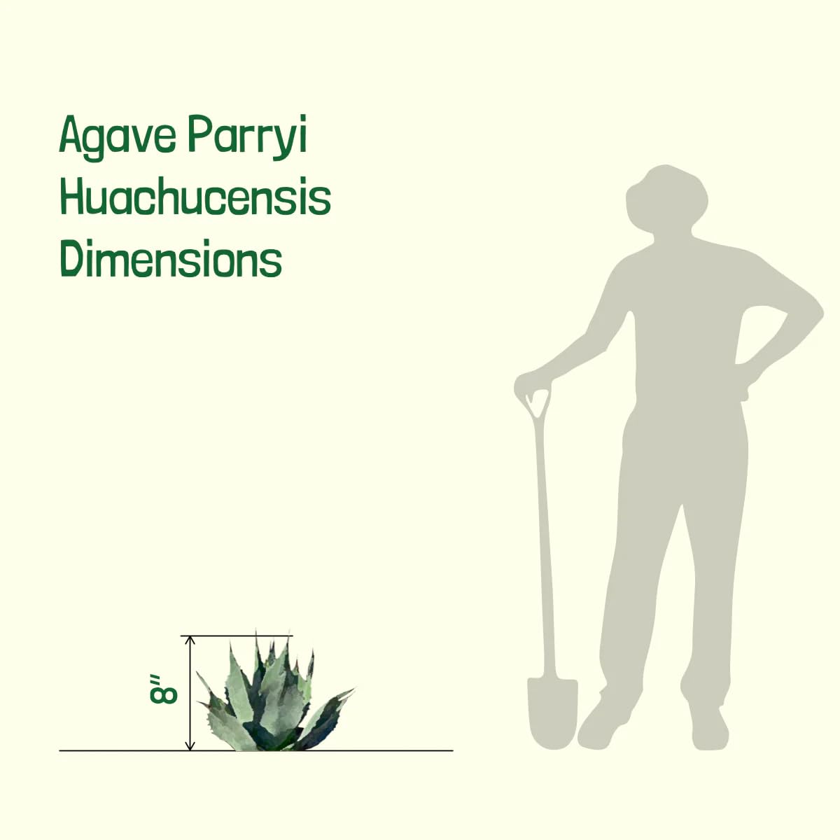 The Cactus Outlet Agave Parryi Truncata