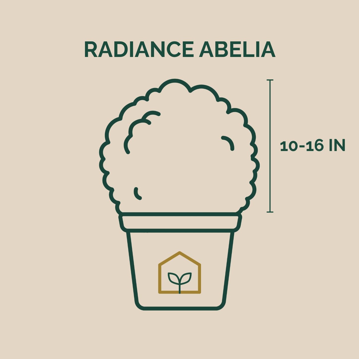 Radiance Abelia 3-Gallon