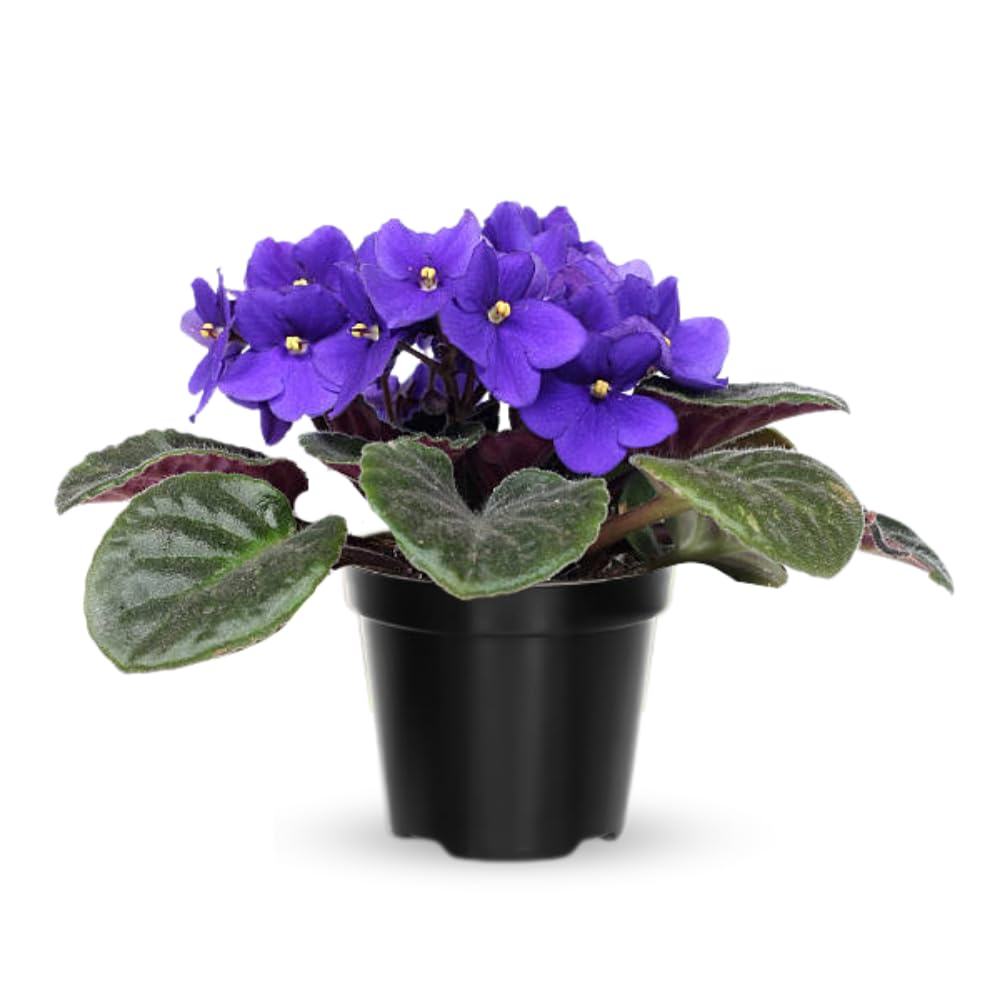 Blue African Violets Live Plants, African Violet Plant, 4 Inc Pot