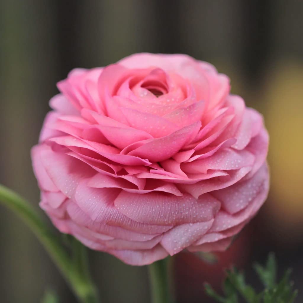 25 Pink Ranunculus Bulbs for Planting - Buttercup Flower Bulb Value Bag - Plant in Gardens, Containers & Flowerbeds - Easy to Grow Fall Perennial Flowers Bulbs by Willard & May