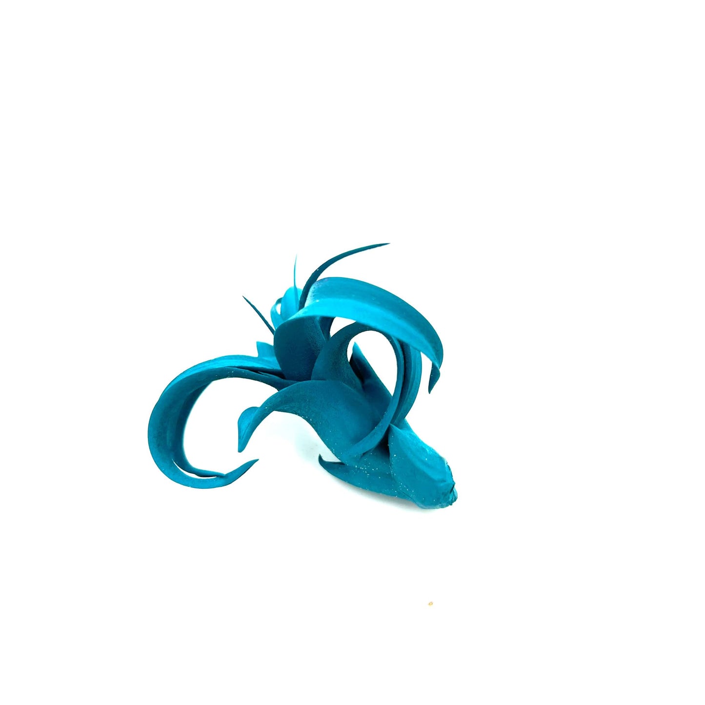 ragnaroc Air Plants - Dyed Tillandsia Xerographica Pup, Large 2-4" (Miami Teal) - 1ct - Live Arrival Guaranteed - House Plants for Home Decor & Gift